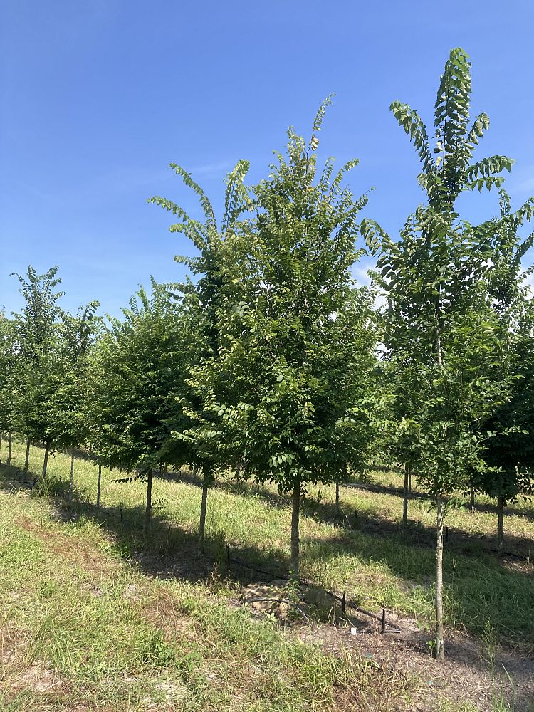 ulmus-americana-american-elm