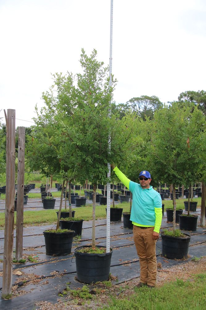 ulmus-americana-american-elm