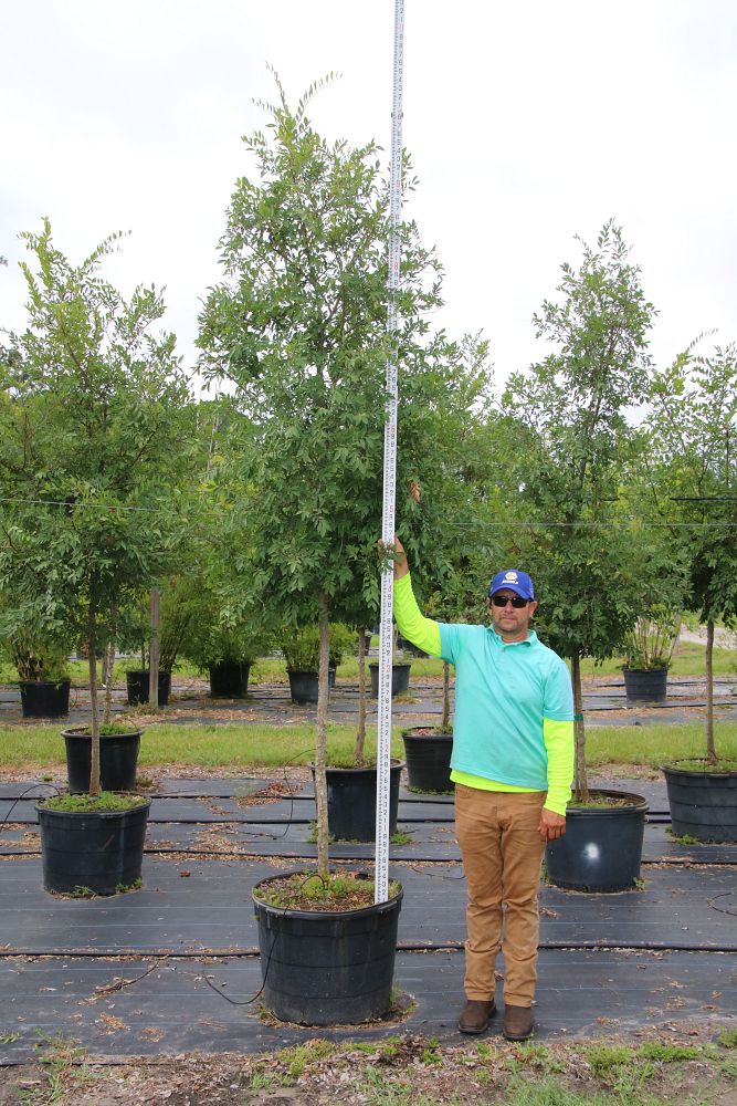 ulmus-americana-american-elm