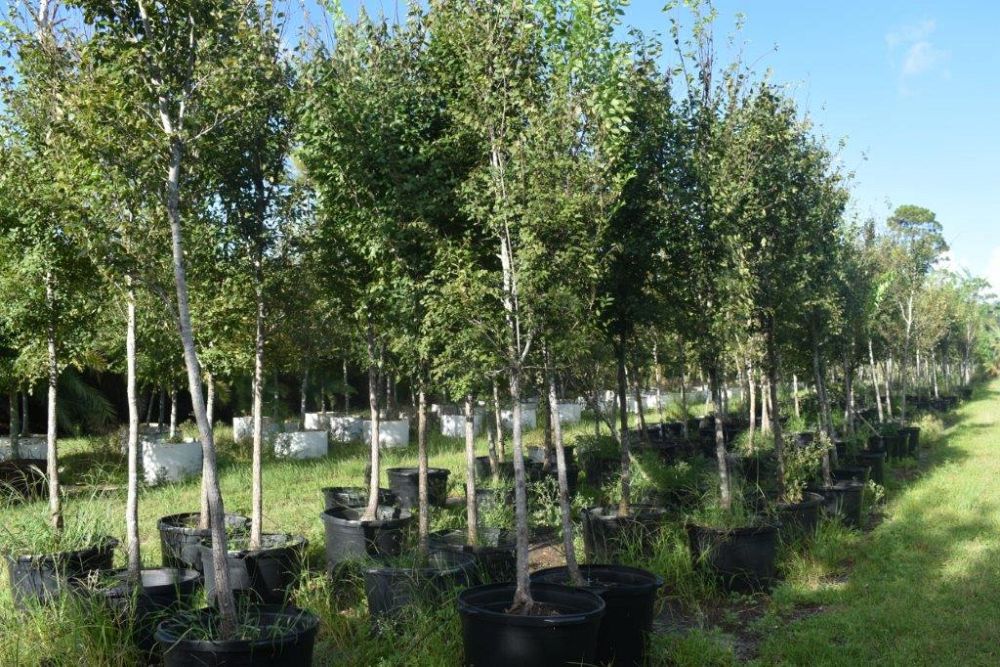 ulmus-americana-american-elm