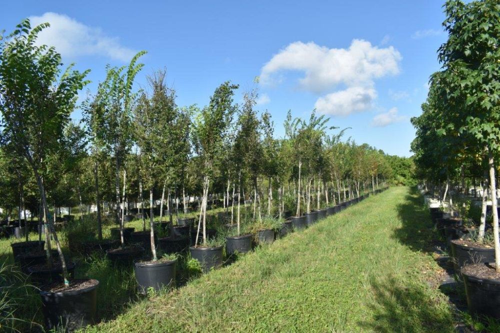 ulmus-americana-american-elm