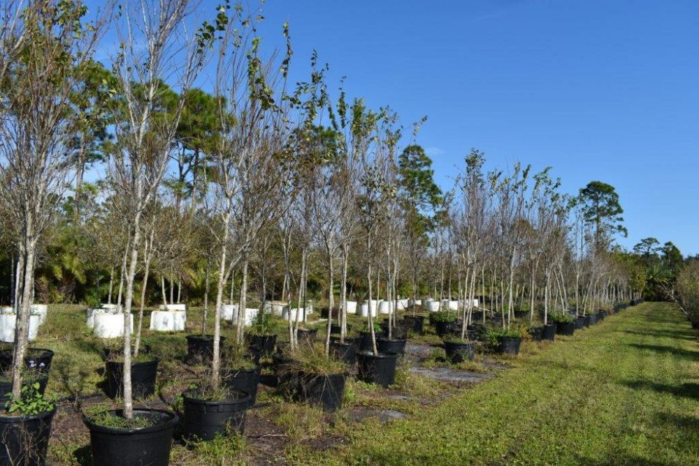 ulmus-americana-american-elm