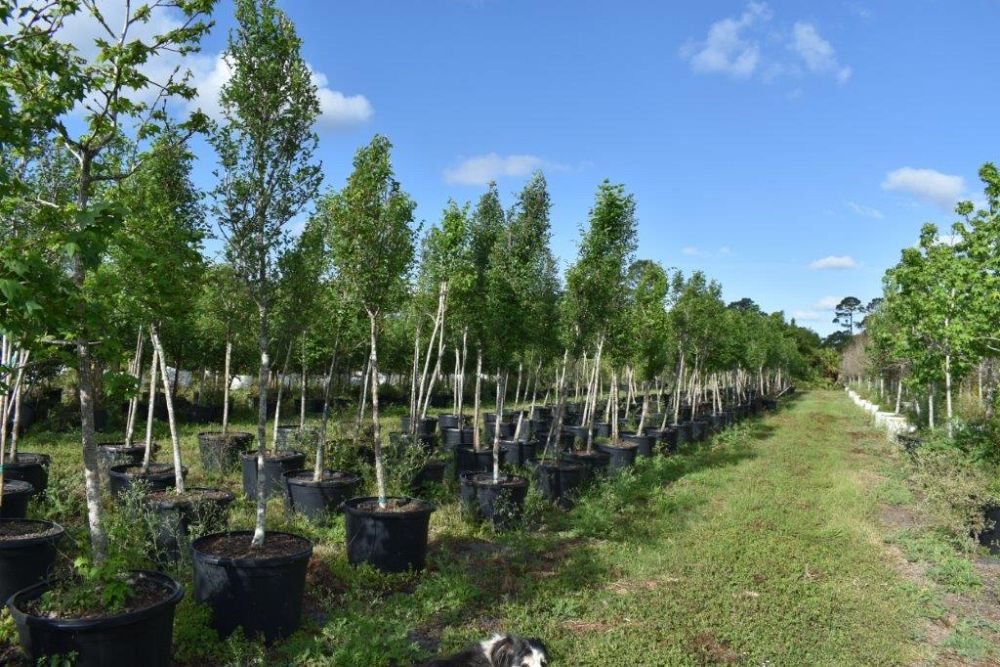 ulmus-americana-american-elm