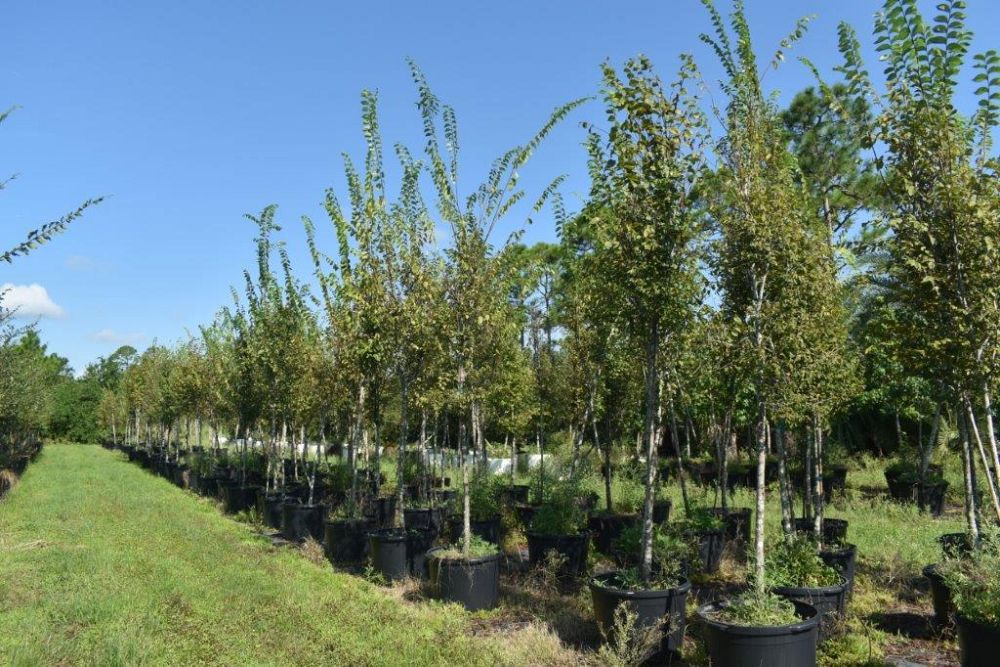 ulmus-americana-american-elm