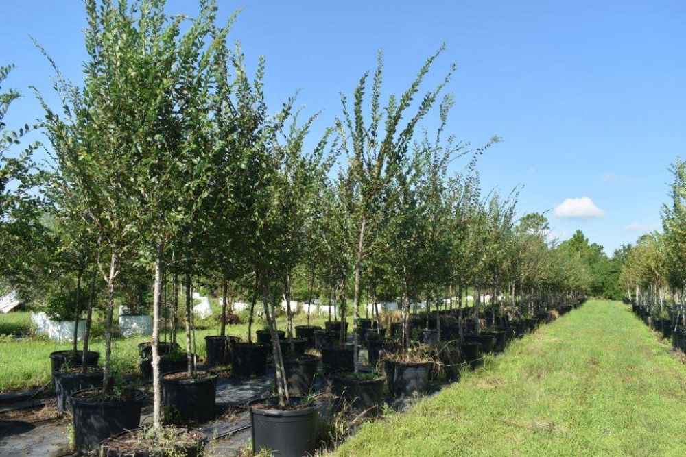 ulmus-americana-american-elm