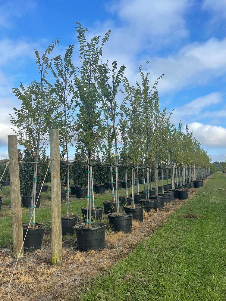 ulmus-americana-american-elm