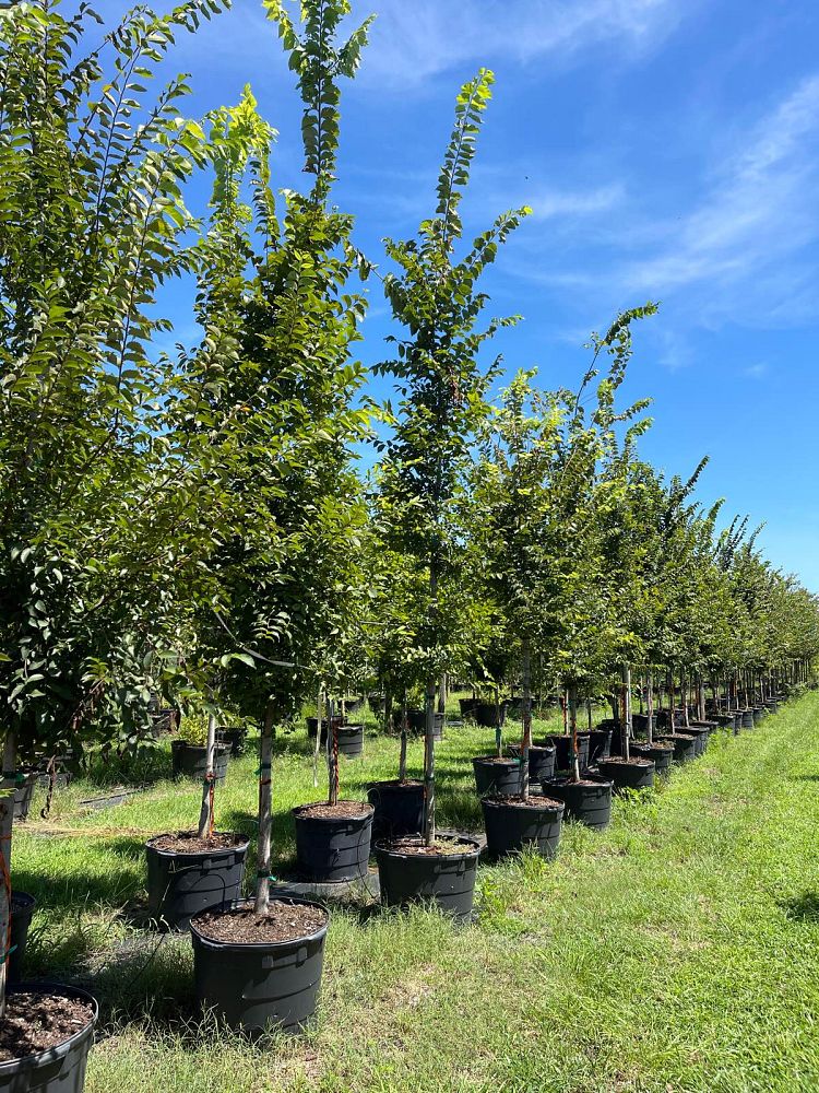ulmus-americana-american-elm