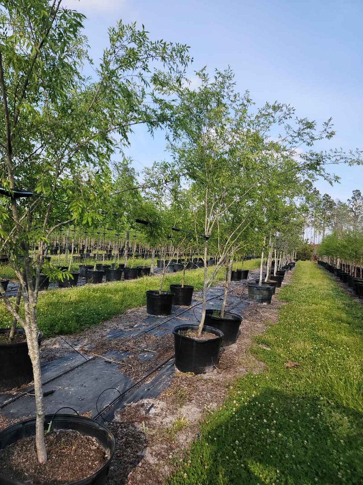 ulmus-americana-american-elm