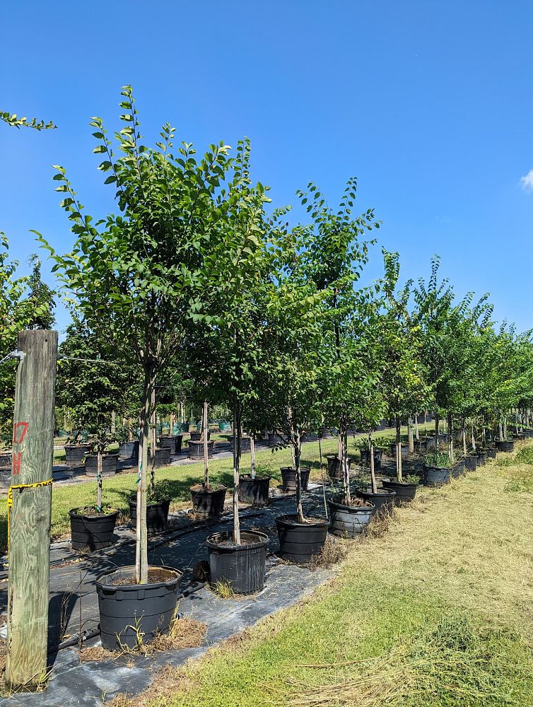 ulmus-americana-american-elm