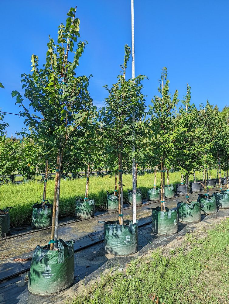 ulmus-americana-american-elm