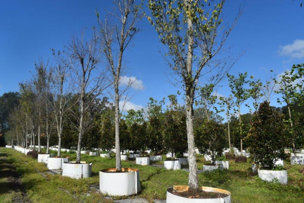 ulmus-americana-american-elm