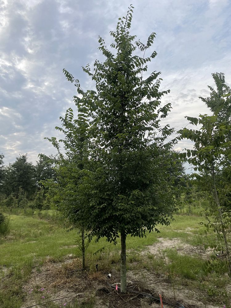 ulmus-americana-american-elm