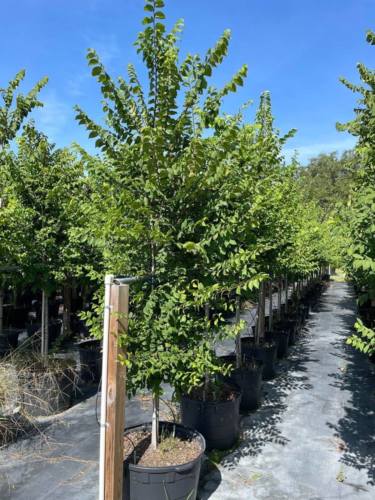 ulmus-americana-american-elm