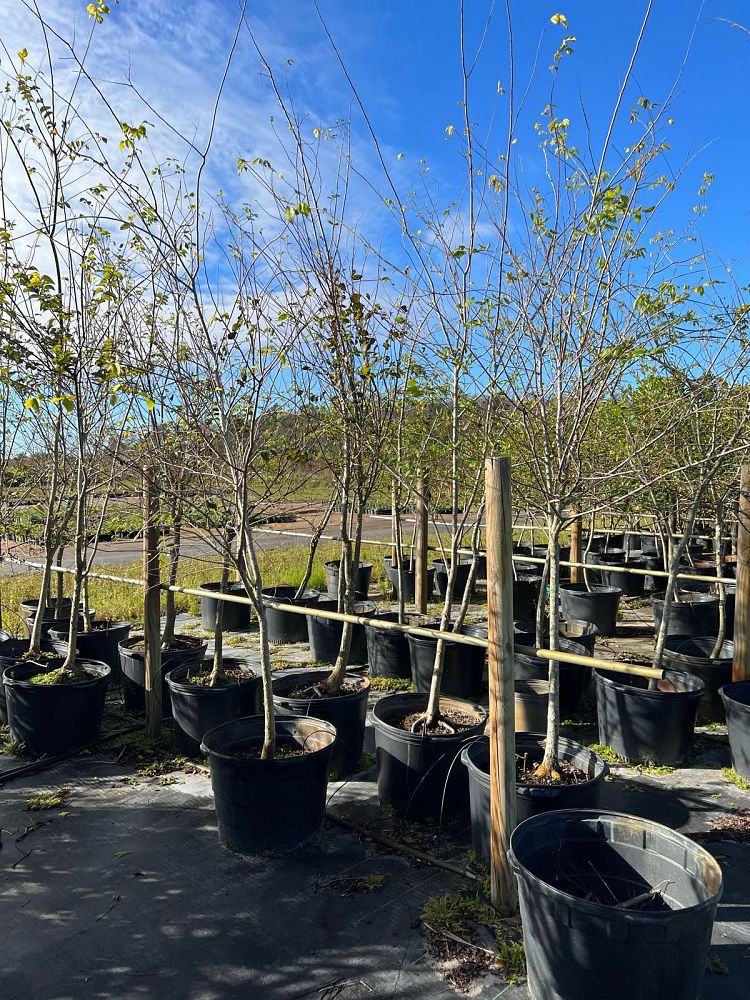 ulmus-americana-american-elm