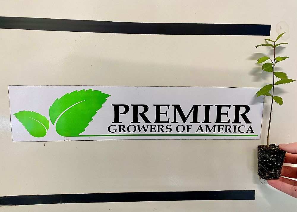 ulmus-americana-american-elm