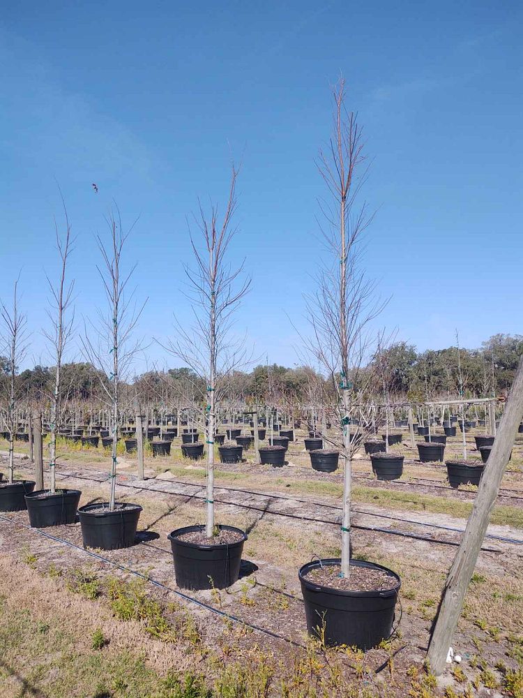 ulmus-americana-american-elm