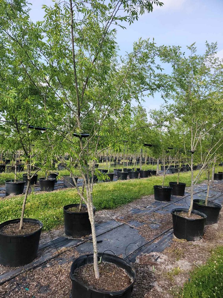 ulmus-americana-american-elm