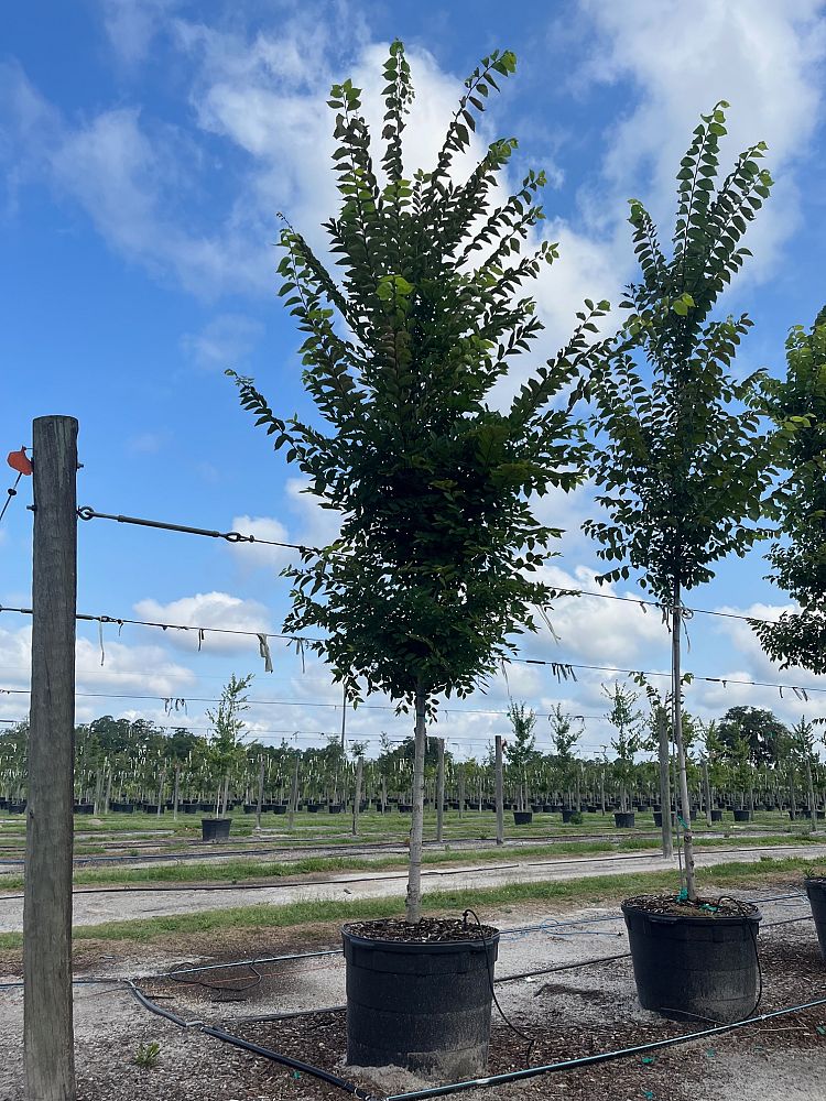 ulmus-americana-american-elm