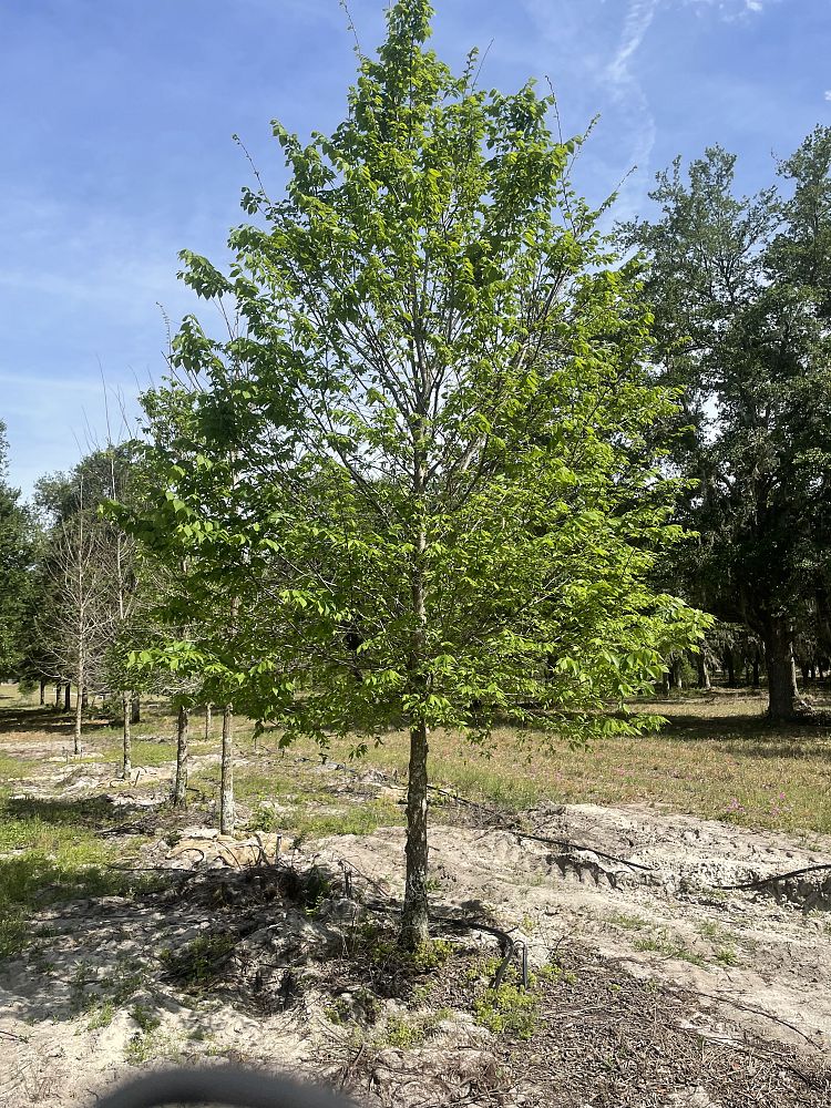 ulmus-americana-american-elm