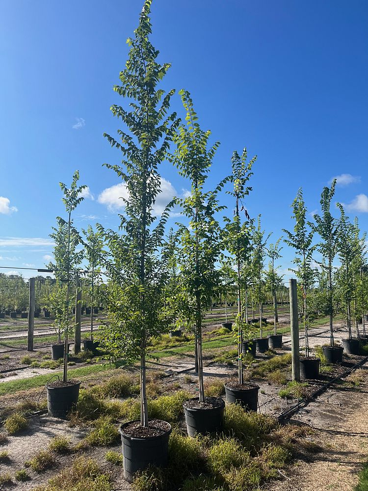 ulmus-americana-american-elm
