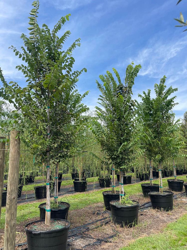 ulmus-americana-american-elm