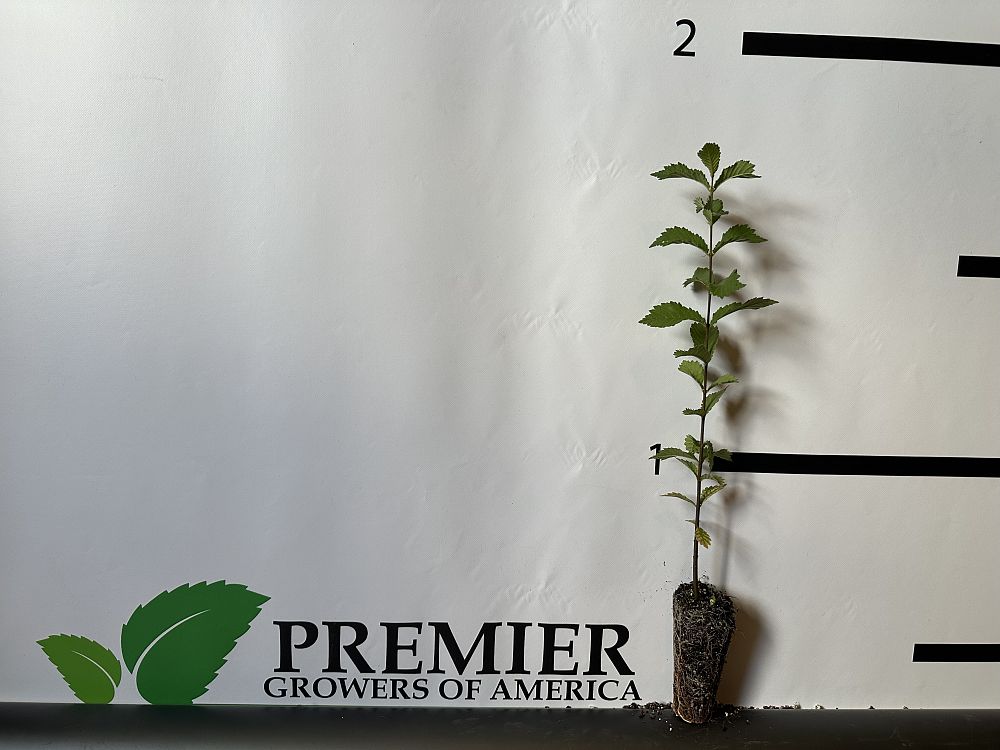 ulmus-americana-american-elm