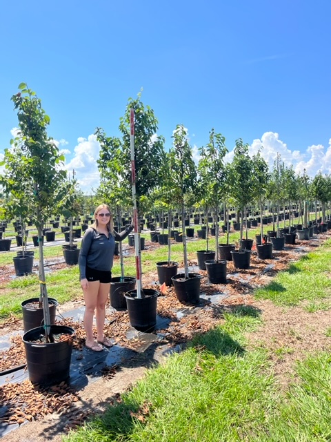 ulmus-americana-american-elm