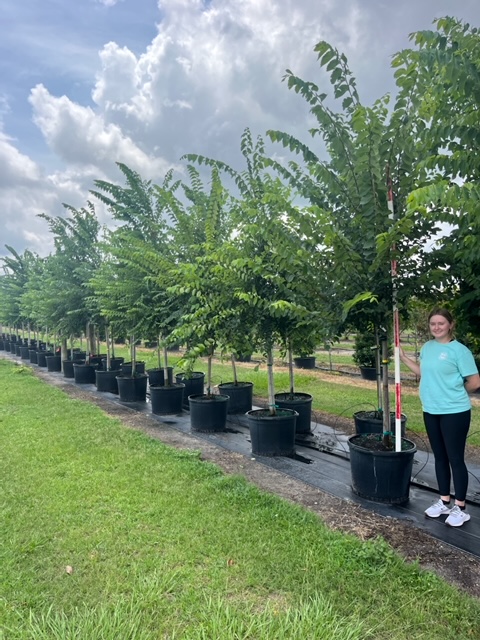 ulmus-americana-american-elm