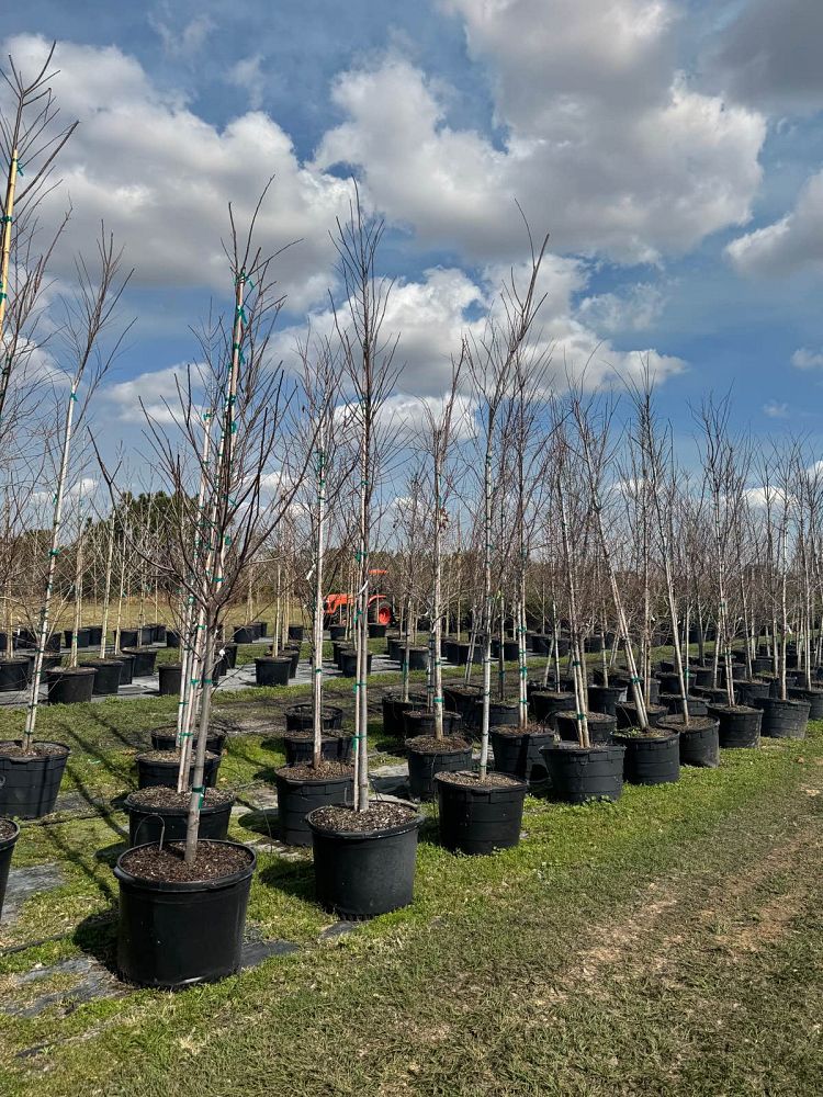 ulmus-americana-american-elm