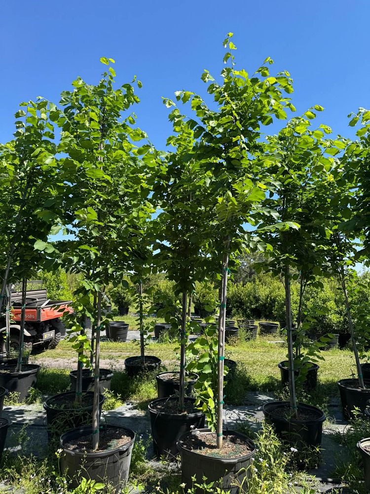 ulmus-americana-american-elm