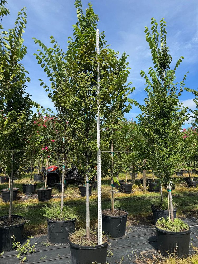 ulmus-americana-american-elm