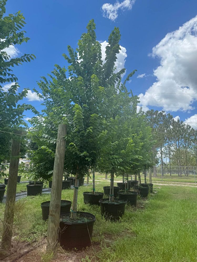 ulmus-americana-american-elm