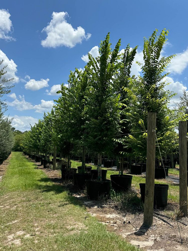 ulmus-americana-american-elm