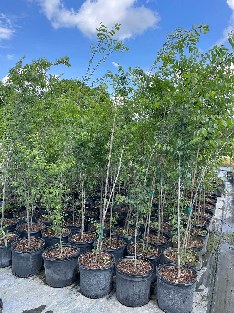 ulmus-americana-american-elm