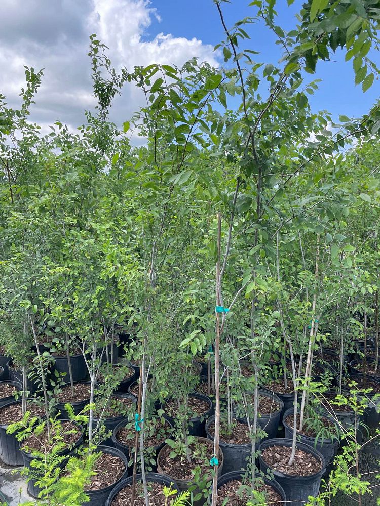 ulmus-americana-american-elm