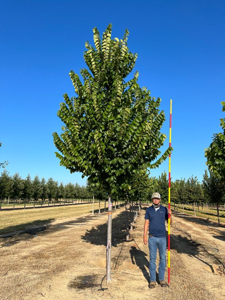 ulmus-americana-american-elm
