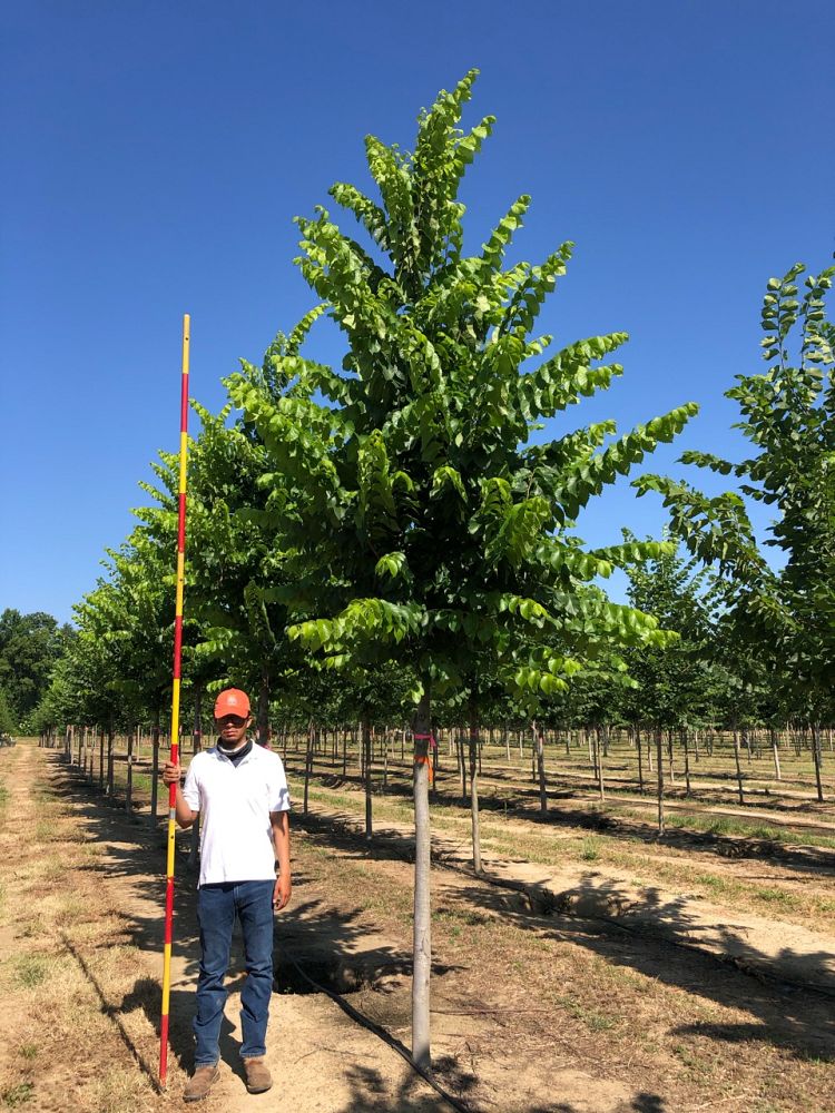 ulmus-americana-american-elm