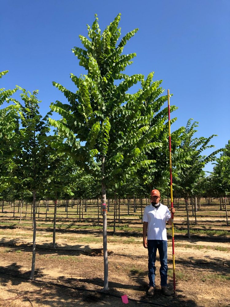 ulmus-americana-american-elm