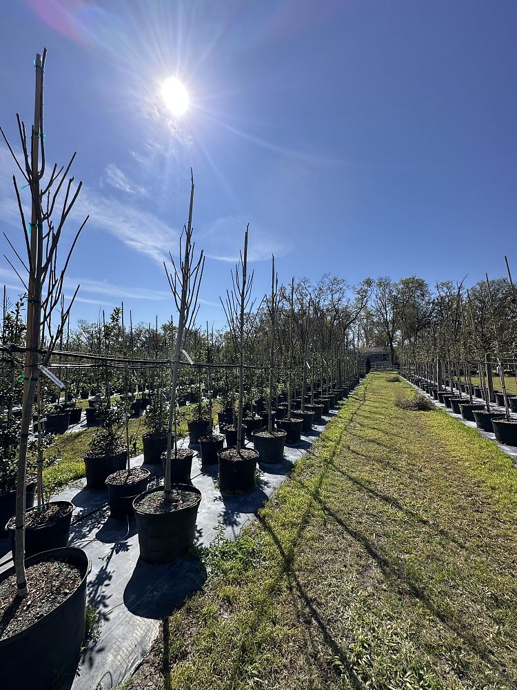 ulmus-americana-american-elm