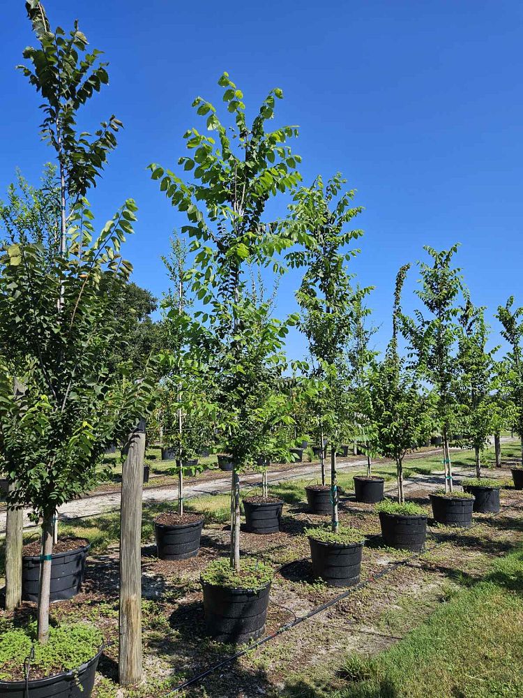 ulmus-americana-american-elm