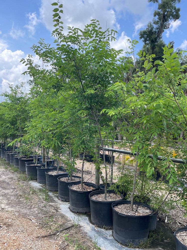 ulmus-americana-american-elm