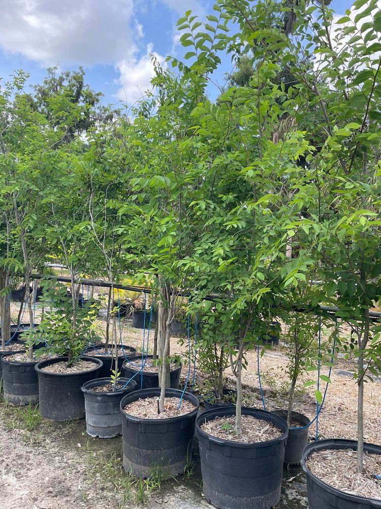 ulmus-americana-american-elm