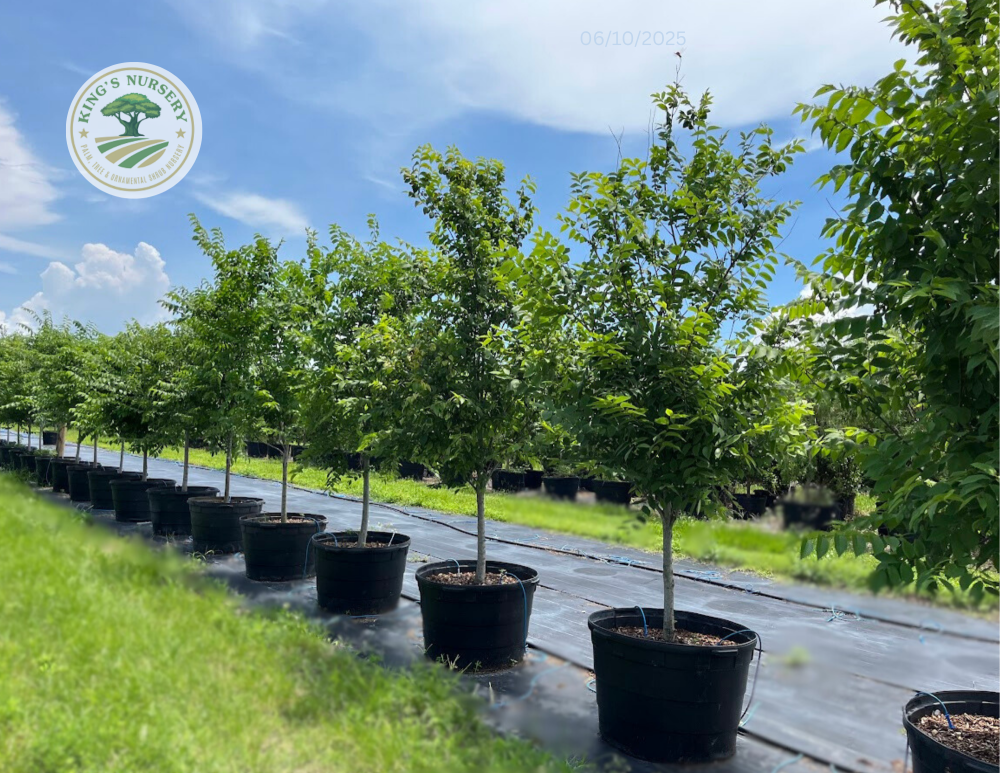 ulmus-americana-american-elm