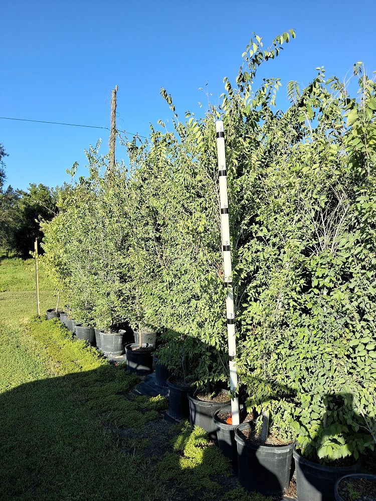 ulmus-americana-american-elm