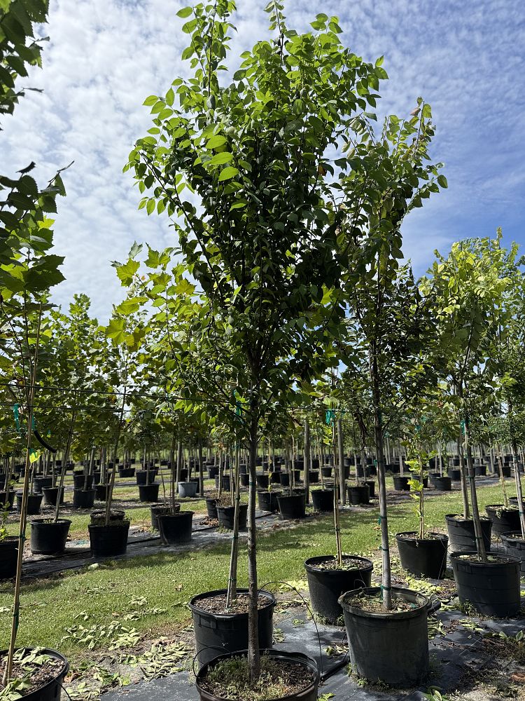 ulmus-americana-american-elm