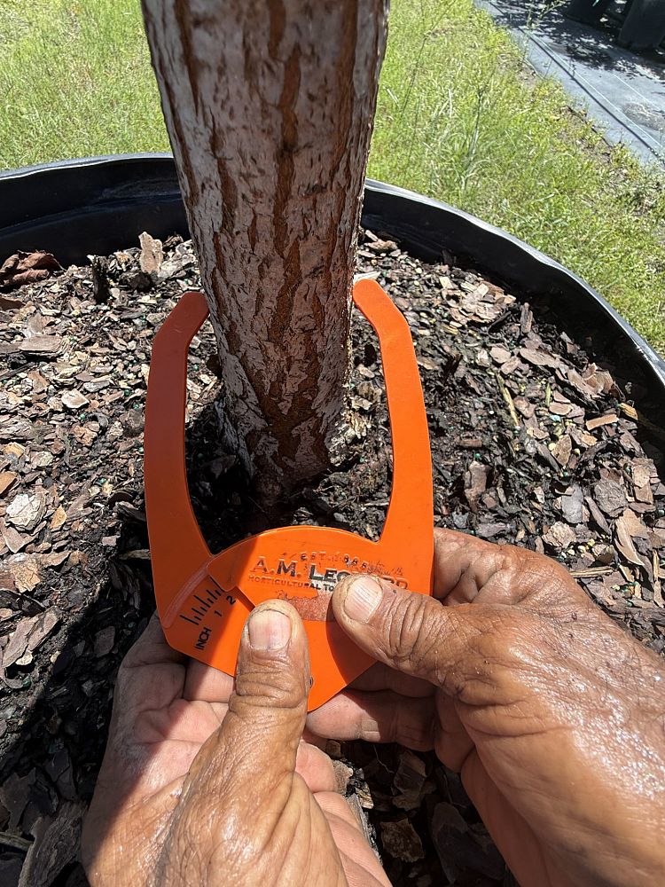 ulmus-americana-american-elm