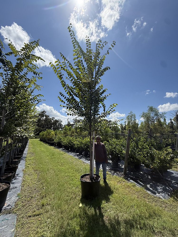ulmus-americana-american-elm