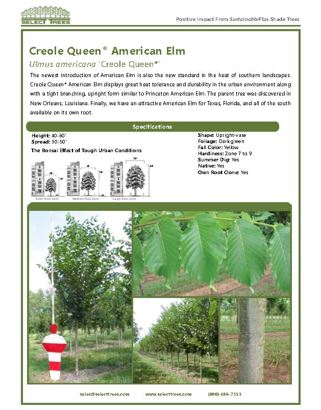 ulmus-americana-creole-queen-american-elm