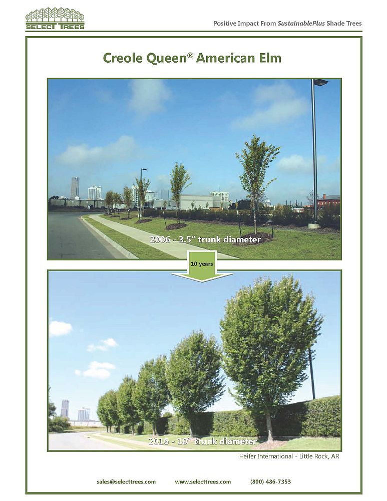 ulmus-americana-creole-queen-american-elm