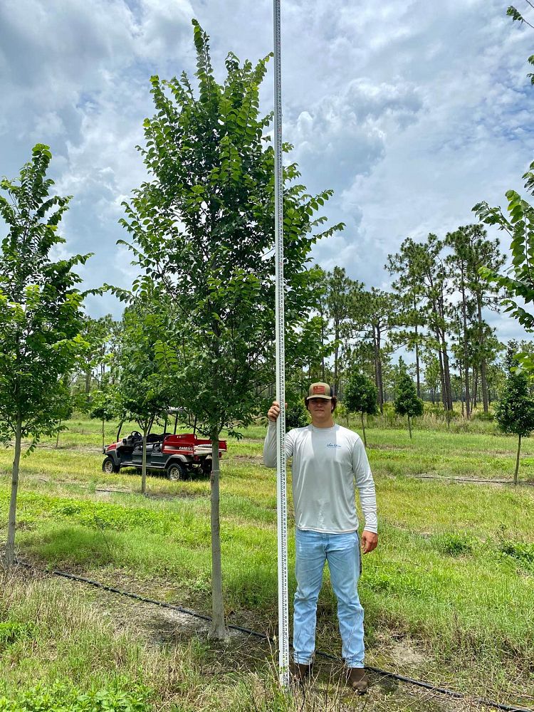 ulmus-americana-floridana-florida-elm